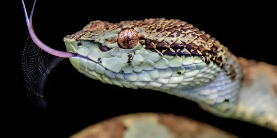 snake-with-tongue
