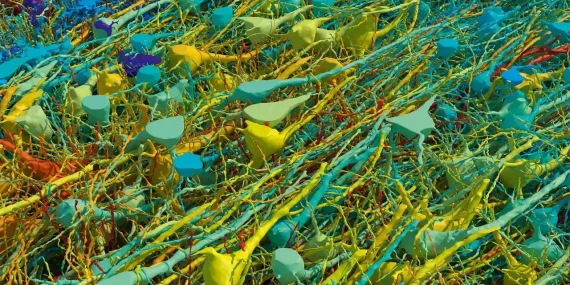 Beyin-Haritasi-09093403