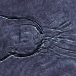 Plasma-Instability-75675667