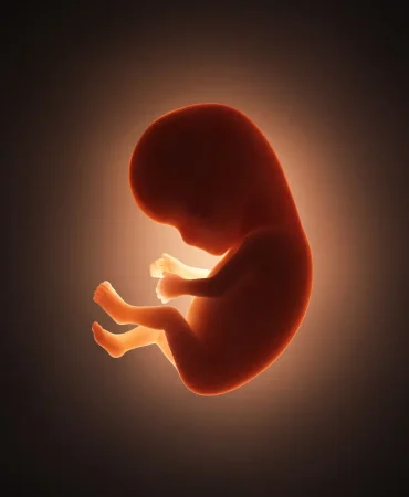 Embriyo-093240983208